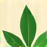 Icon representing a sustainability advocate holding a green leaf over textiles
